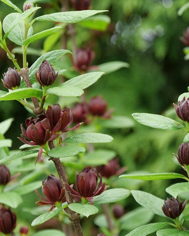 Calycanthus ‘Simply Scentsational’® PW