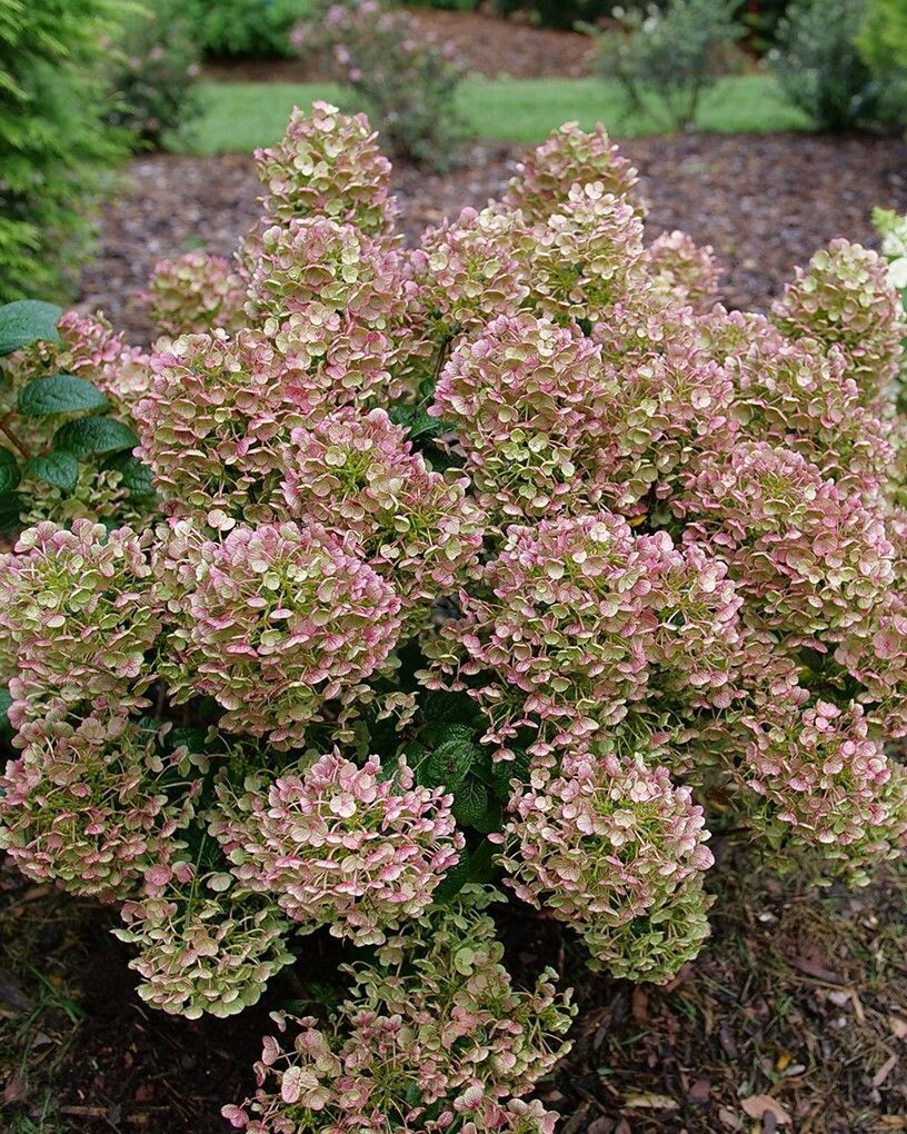 Hydrangea paniculata ‘Tiny Quick Fire’® PW