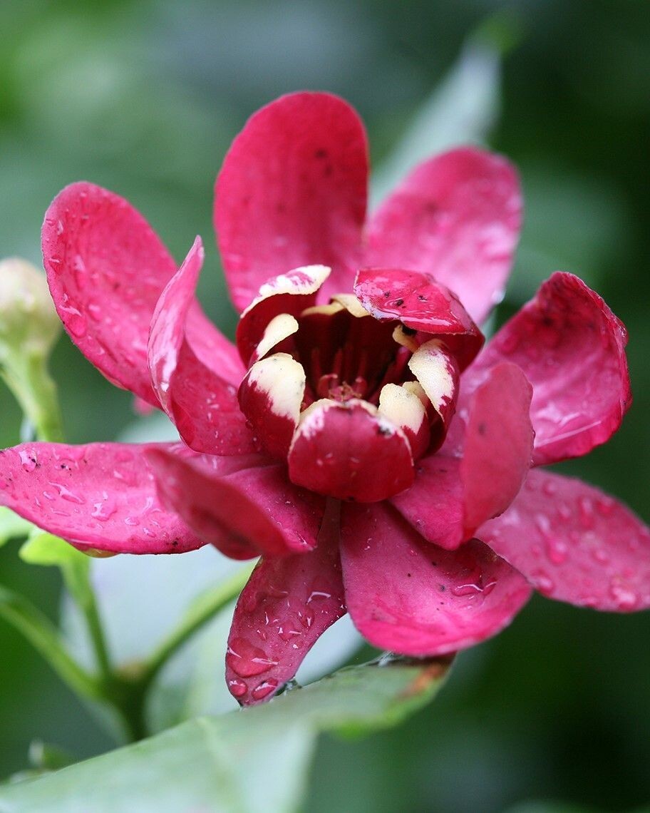 Calycanthus ‘Aphrodite’ PW