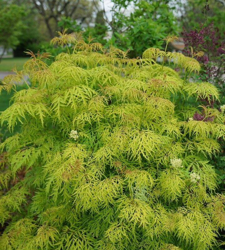 Sambucus racemosa ‘Lemony Lace’® PW