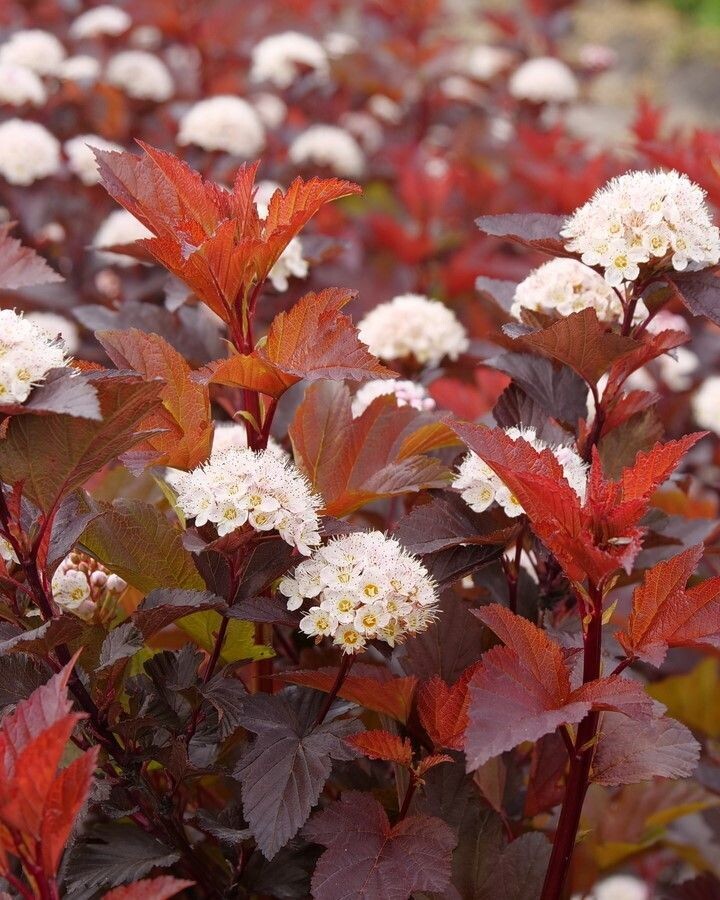 Physocarpus opulifolius ‘Ginger Wine’® PW
