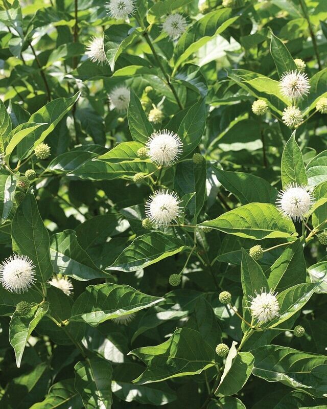 Cephalanthus occidentalis ‘Sugar Shack’® PW