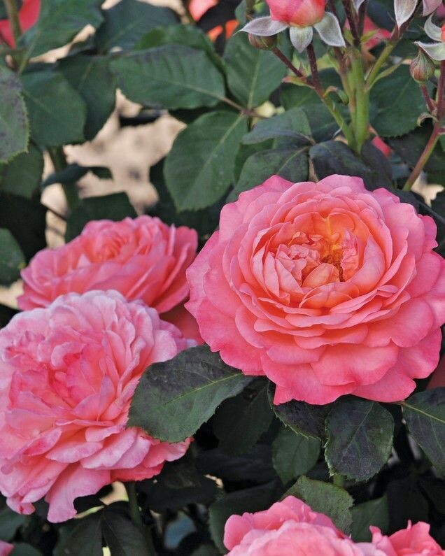 Rosa ‘Reminiscent®  Coral’® PW