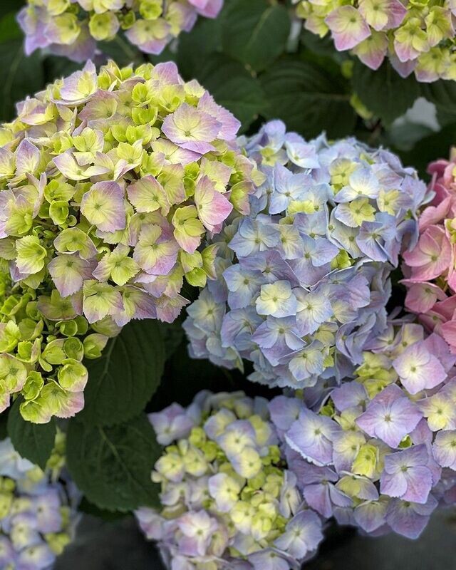 Hydrangea macrophylla ‘Let’s Dance Sky View’® PW