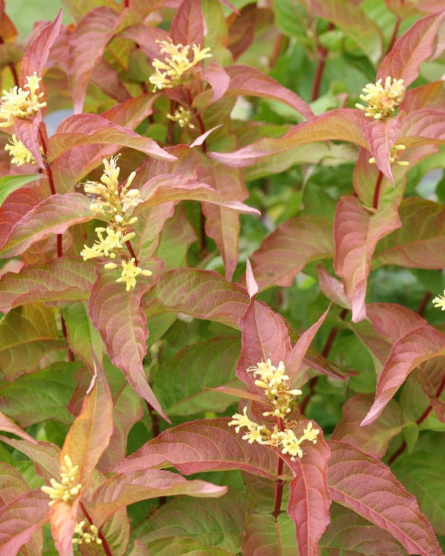 Diervilla ‘Kodiak Orange’® PW