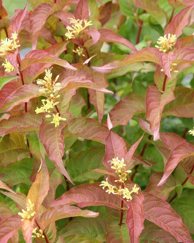Diervilla ‘Kodiak Orange’® PW