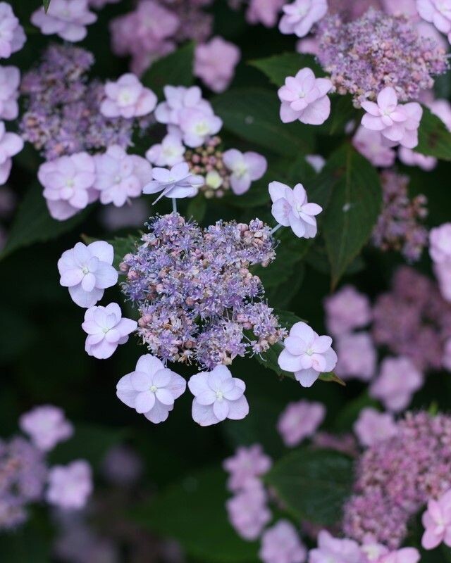 Hydrangea serrata ‘Tiny Stuff Stuff’™ PW