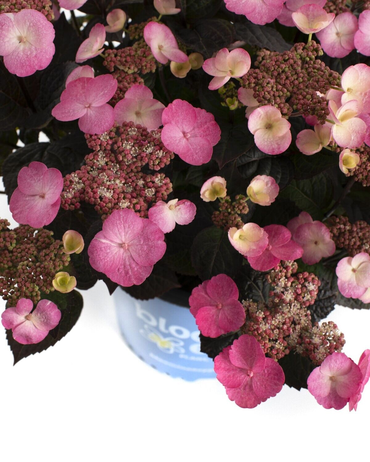 Hydrangea serrata ‘Pink Dinamo’™ BE