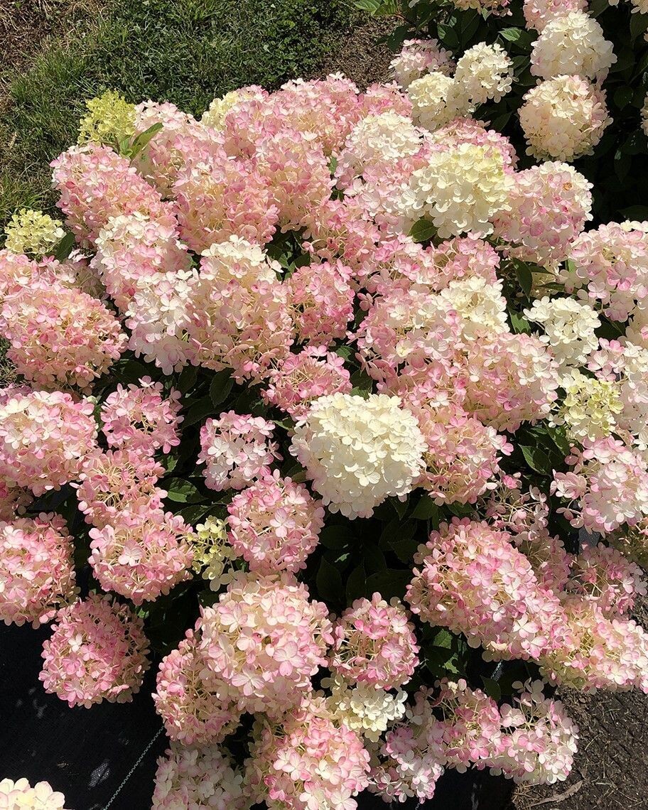 Hydrangea paniculata ‘Fire Light Tidtib’®
