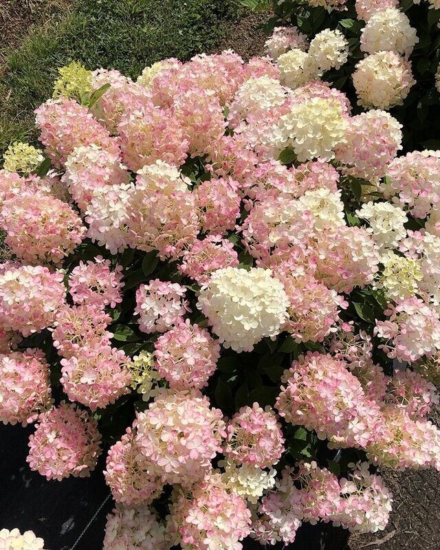 Hydrangea paniculata ‘Fire Light Tidtib’®