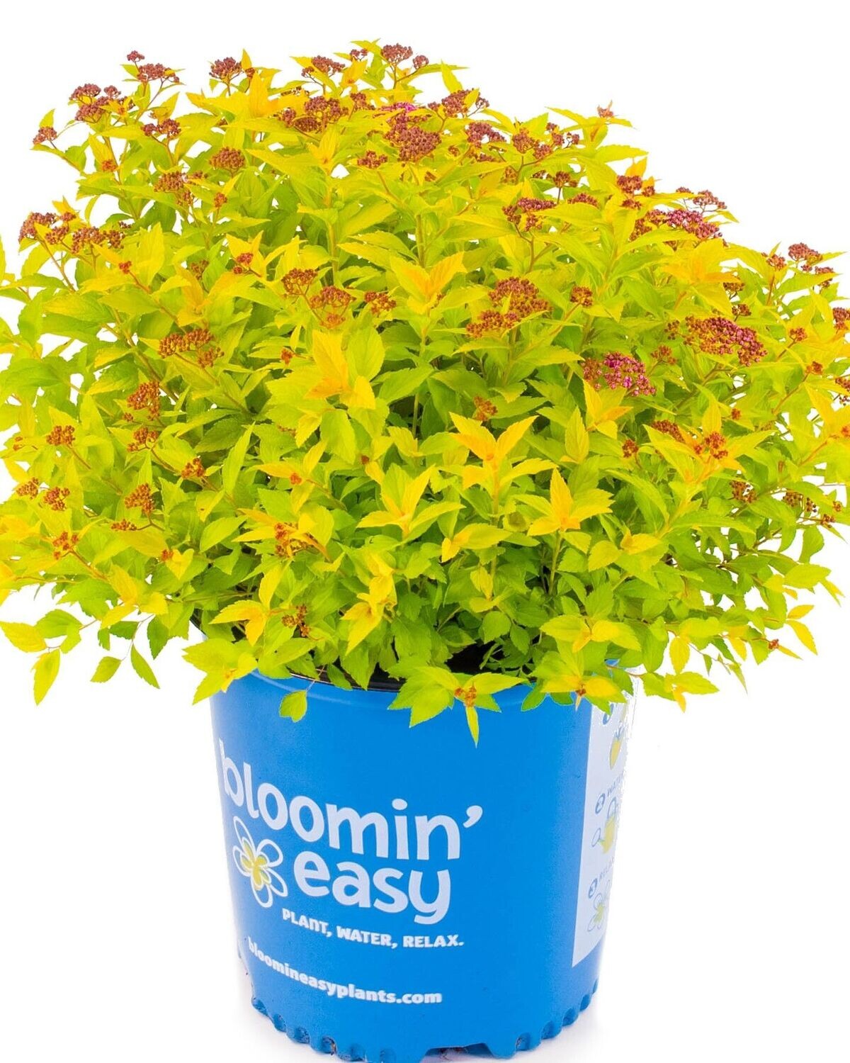 Spiraea japonica ‘Pineapple® Pop Rock’ BE