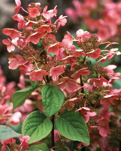Hydrangea paniculata ‘Quick Fire’® PW
