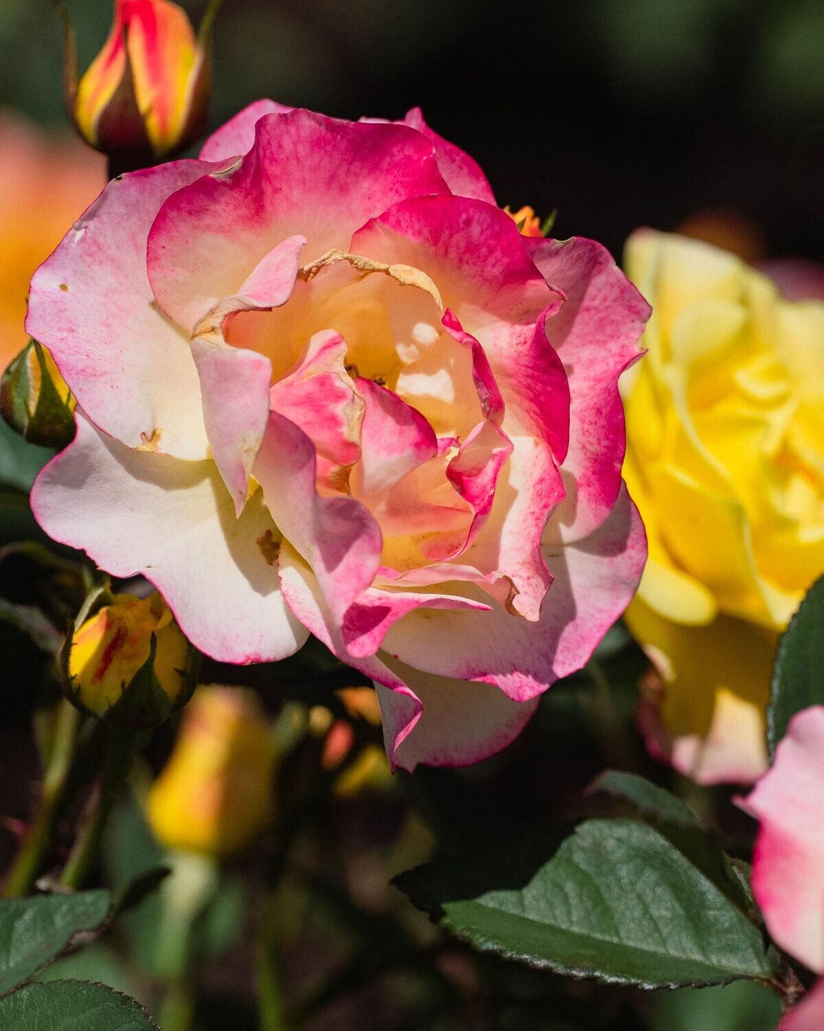 Rosa ‘Gumball Goody’™ BE
