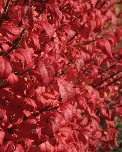 Euonymus alatus ‘ Fire Ball Seedless'® PW