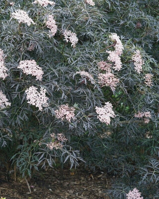 Sambucus nigra ‘Black Lace’® PW
