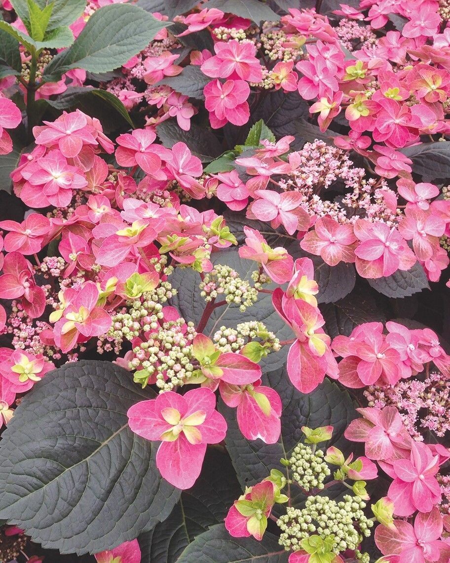 Hydrangea serrata ‘Tuff Stuff™ Red’ PW