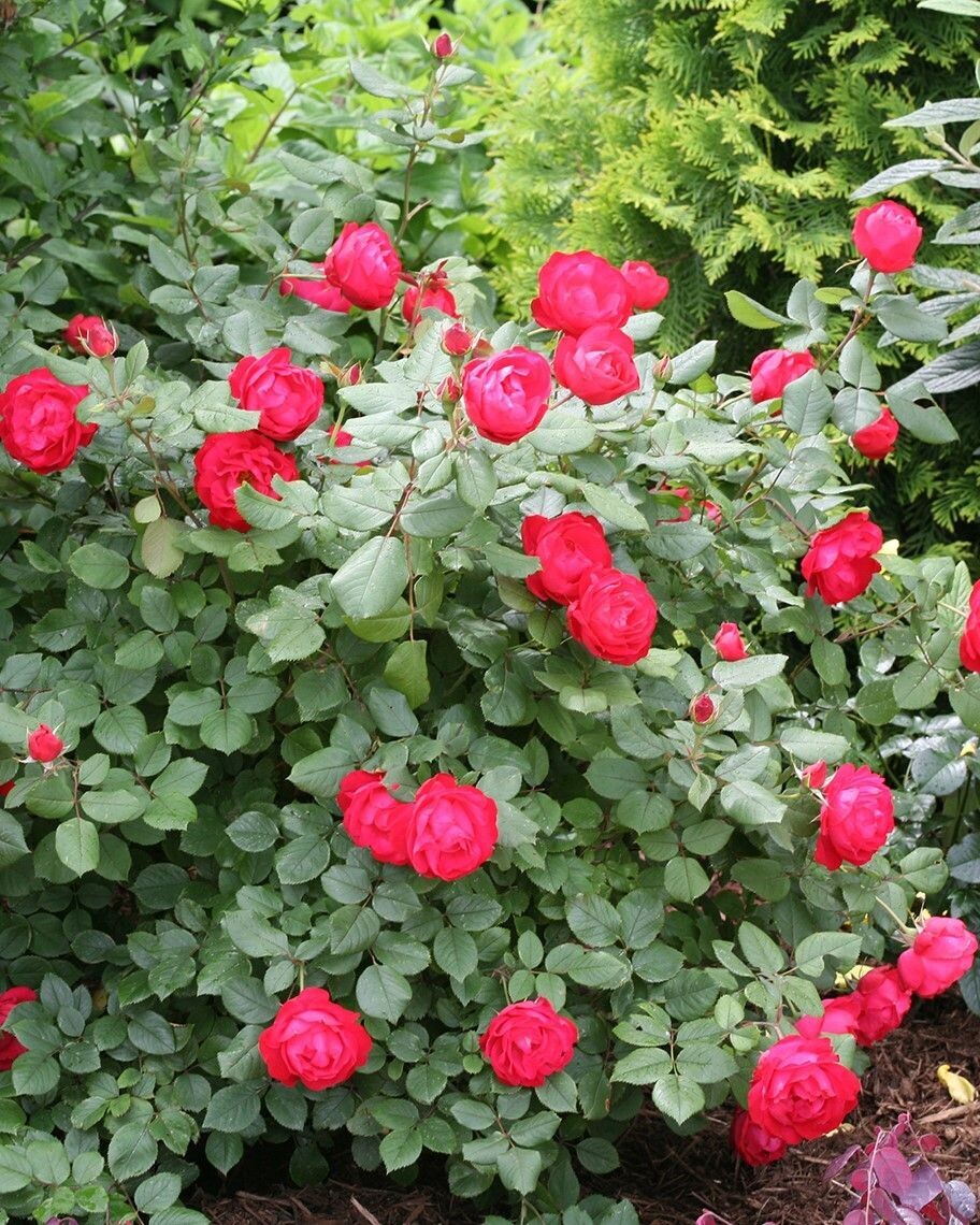Rosa Oso Easy ‘Double Red’® PW
