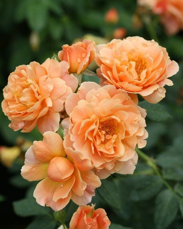 Rosa ‘At Last’® PW