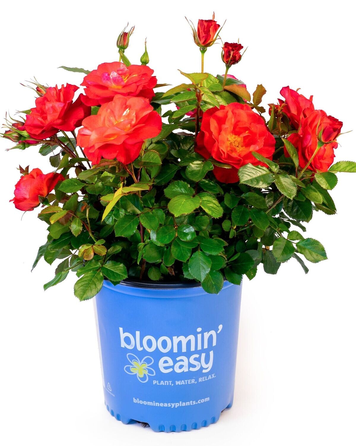 Rosa ‘Cinnamon Hearts’™ BE