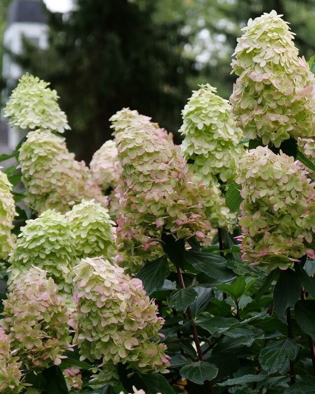 Hydrangea paniculata ‘Limelight Prime’®  PW