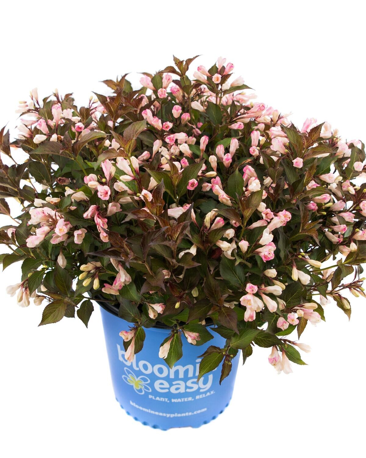 Weigela florida ‘Afterglow’ BE