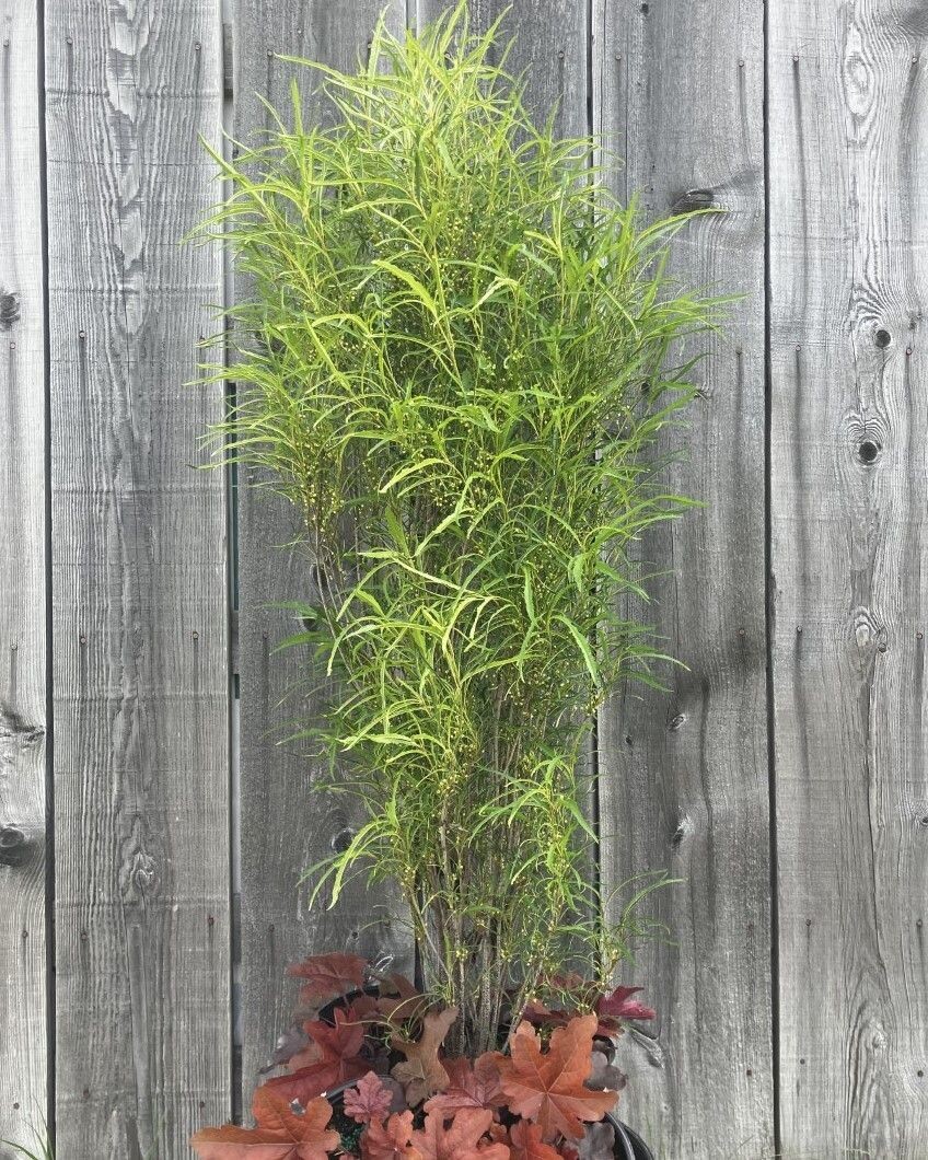 Rhamnus frangula Straight Line’