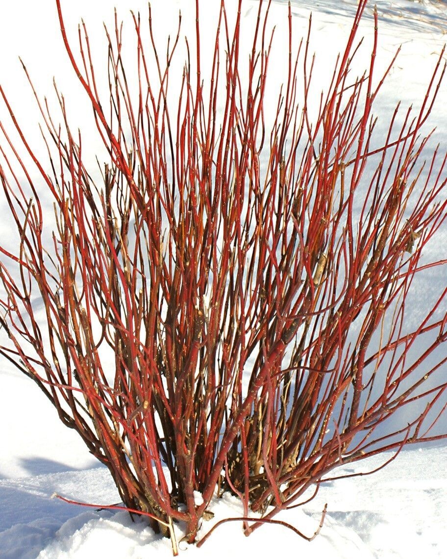 Cornus stolonifera ‘Artic Fire’® Red PW