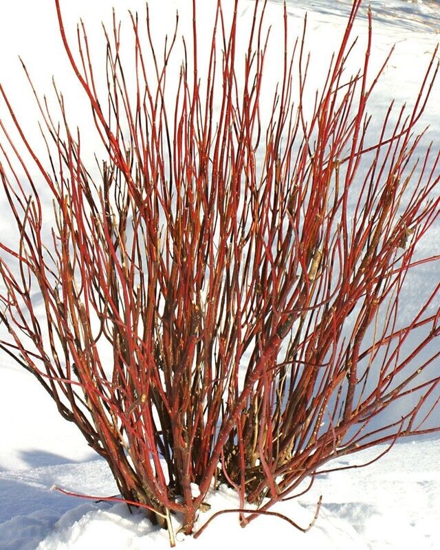 Cornus stolonifera ‘Artic Fire’® Red PW