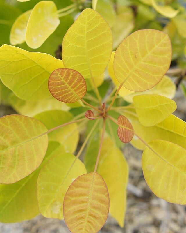 Cotinus coggygria ‘Winecraft Gold’® PW