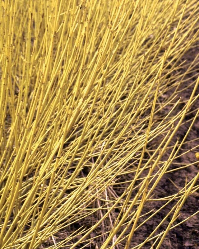Cornus Stolonifera ‘Artic Fire’® Yellow PW