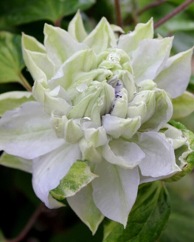 Clematis ‘Diamond Ball’ PW