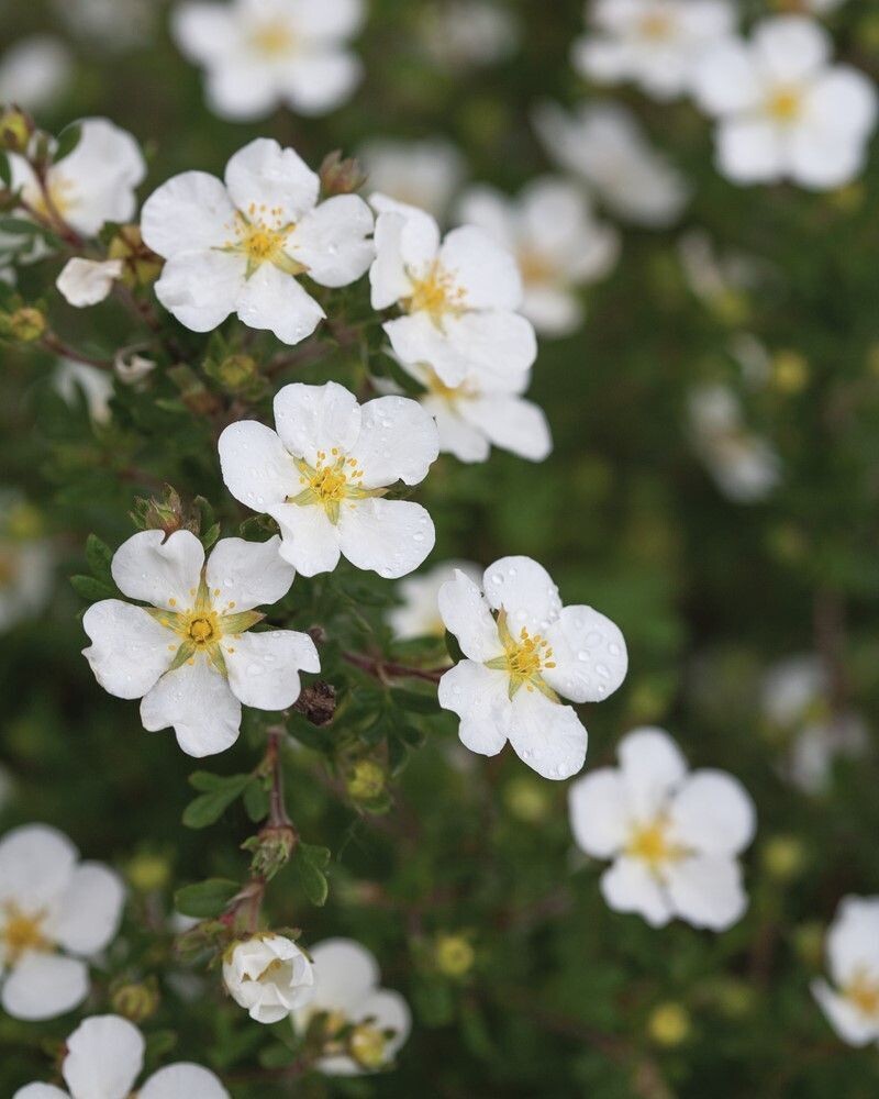 Potentilla fruticosa ‘Happy Face® White’ PW