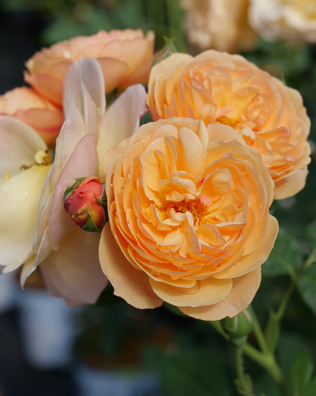 Rosa ‘Flavorette™ Honey-Apricot’ PW