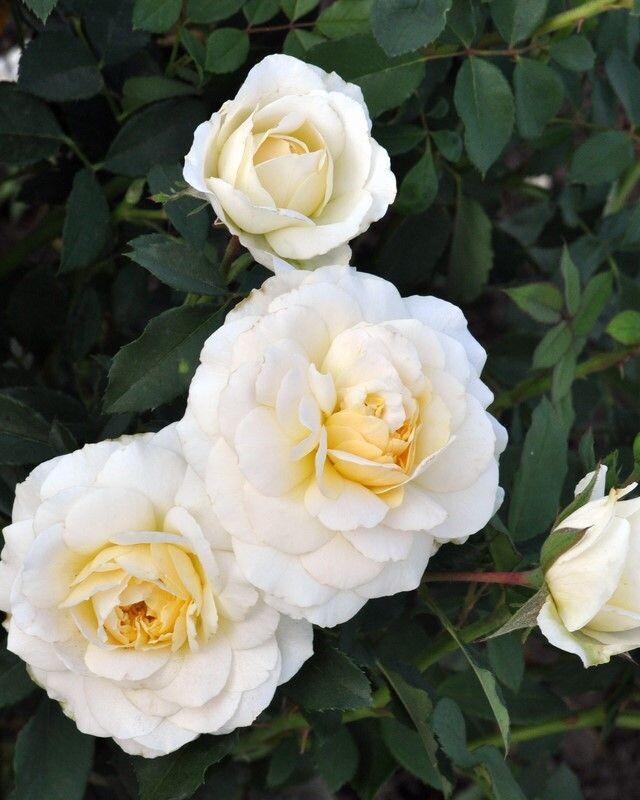 Rosa ‘Reminiscent Crema’® PW