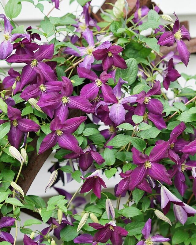 Clematis ‘Happy Jack’® Purple PW