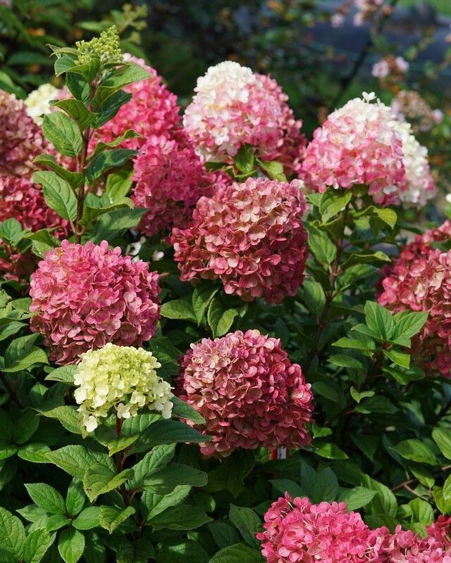 Hydrangea paniculata ‘Little Lime Punch’® PW