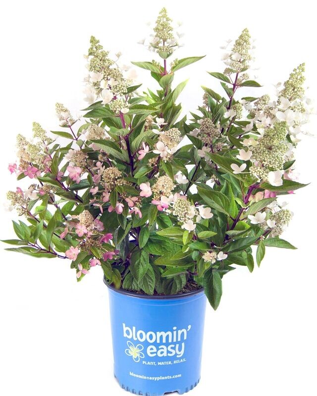 Hydrangea paniculata ‘Flare’™ BE