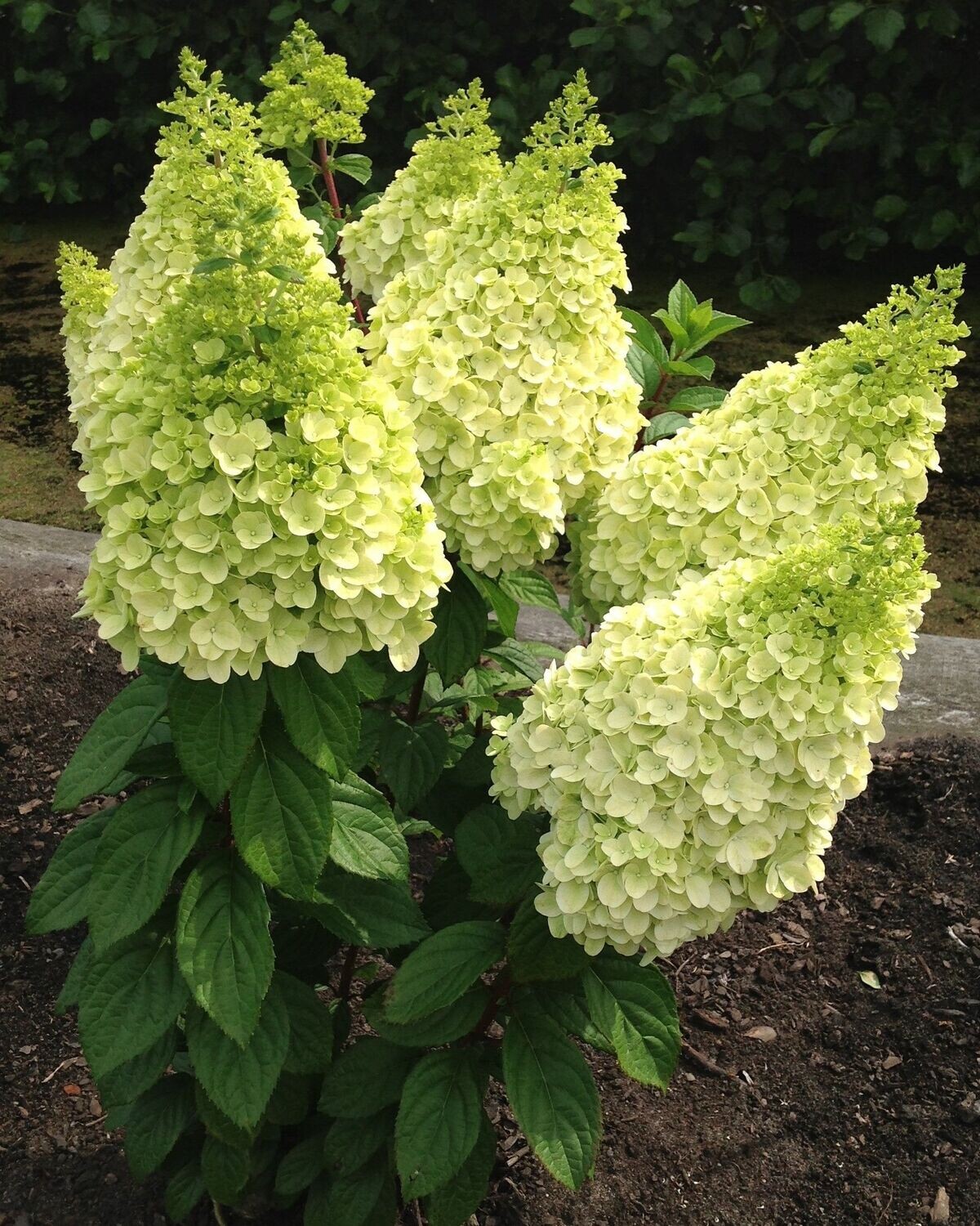 Hydrangea paniculata ‘Moonrock’® BE