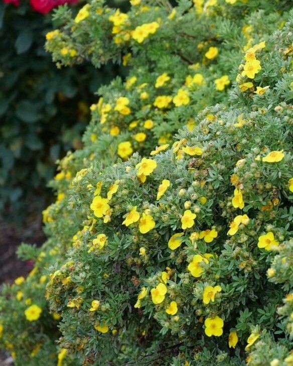 Potentilla fruticosa ‘Happy Face® Yellow’ PW