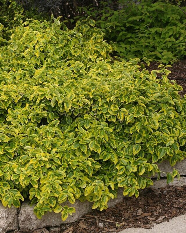 Euonymus fortunei ‘Gold Splash’® PW