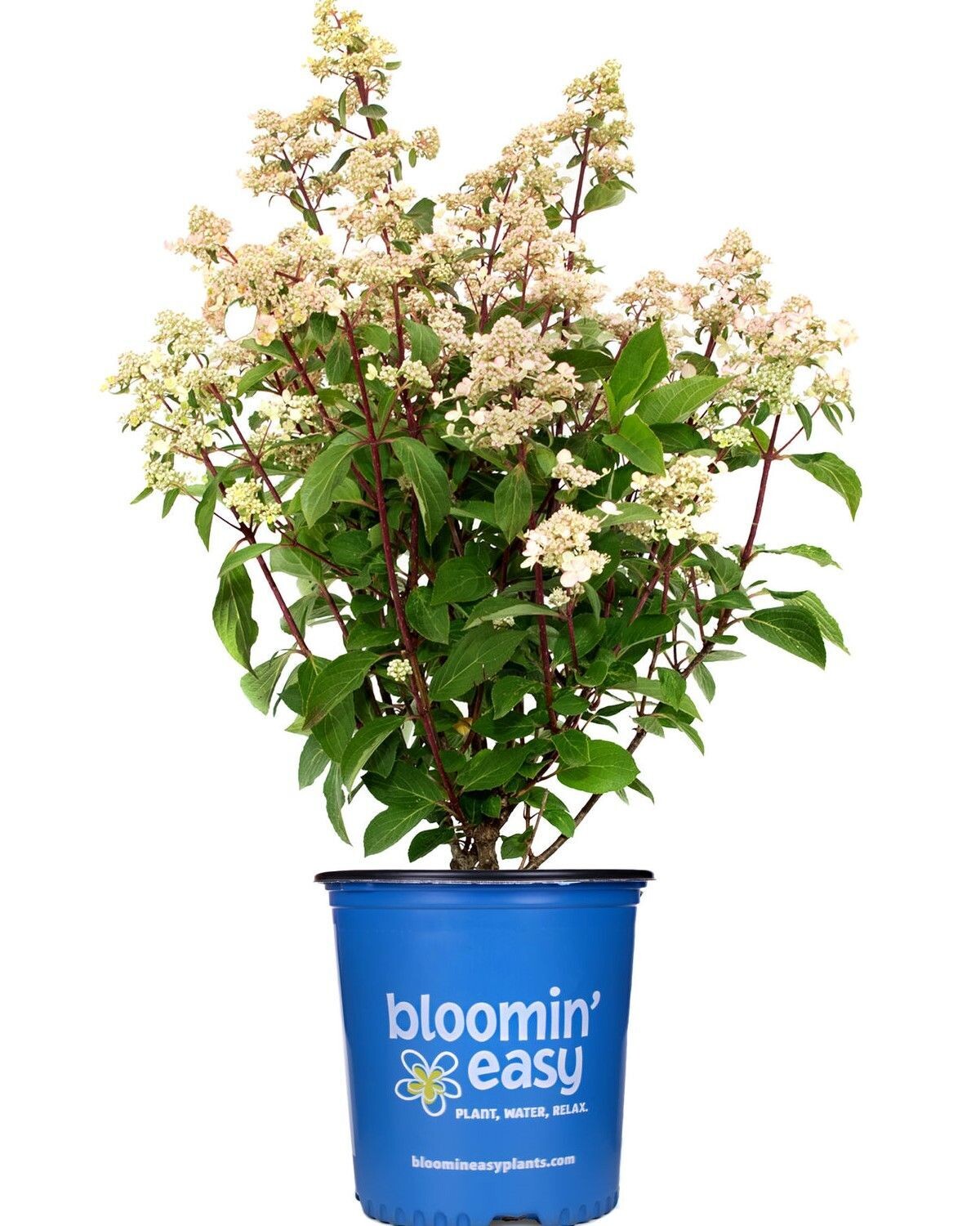 Hydrangea paniculata ‘Torch’™ BE