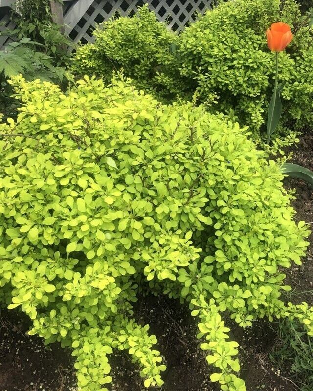 Berberis thunbergii ‘Aurea  Nana’