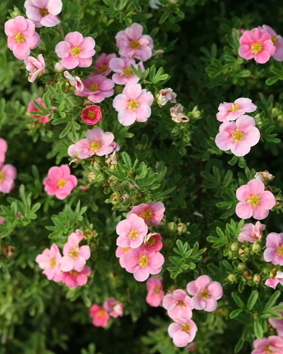 Potentilla fruticosa ‘Happy Face® Pink Paradise’ PW