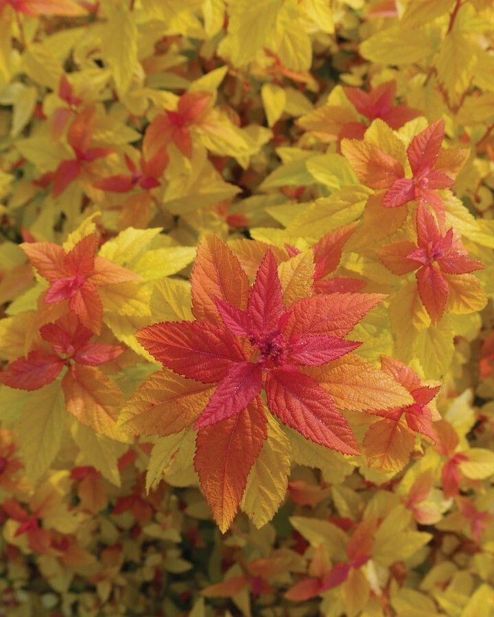 Spiraea Double Play® ‘Candy Corn®’ PW
