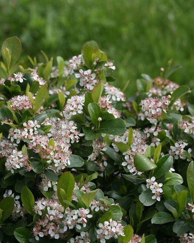 Aronia melanocarpa ‘Low Scape’® PW