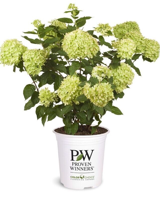 Hydrangea paniculata ‘Limelight’  PW