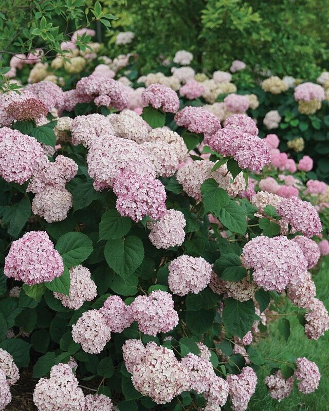 Hydrangea arborescens Incrediball® ‘Blush’ PW