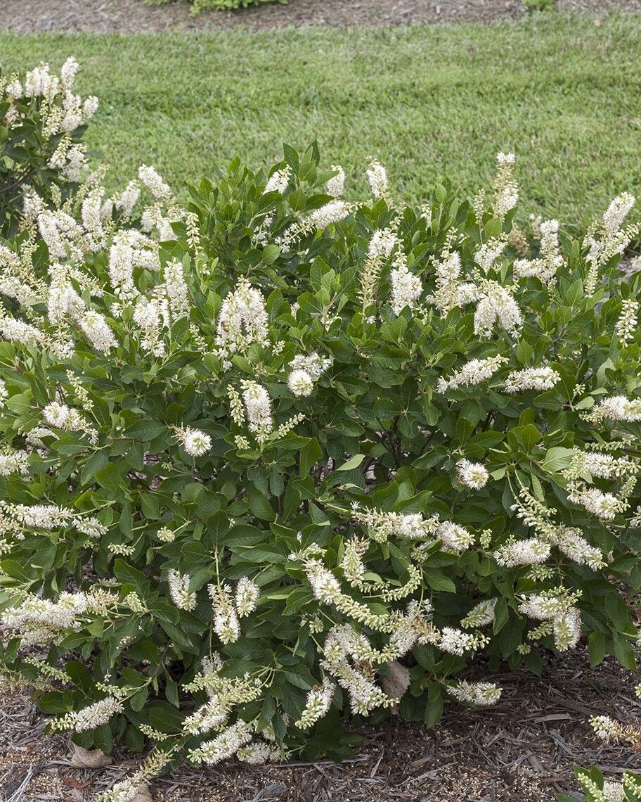 Clethra alnifolia ‘Vanilla Spice’® PW