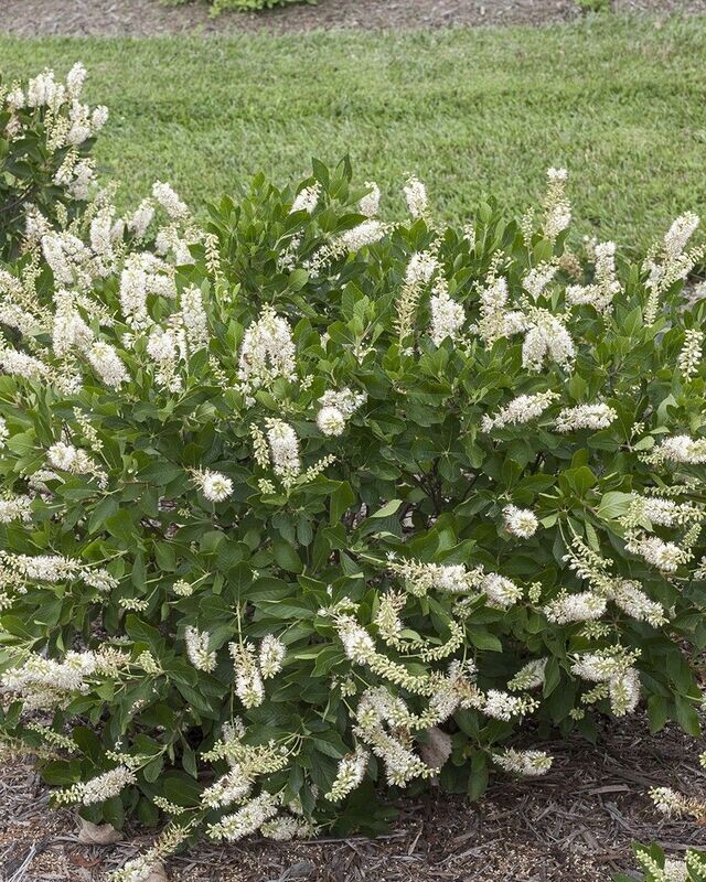 Clethra alnifolia ‘Vanilla Spice’® PW