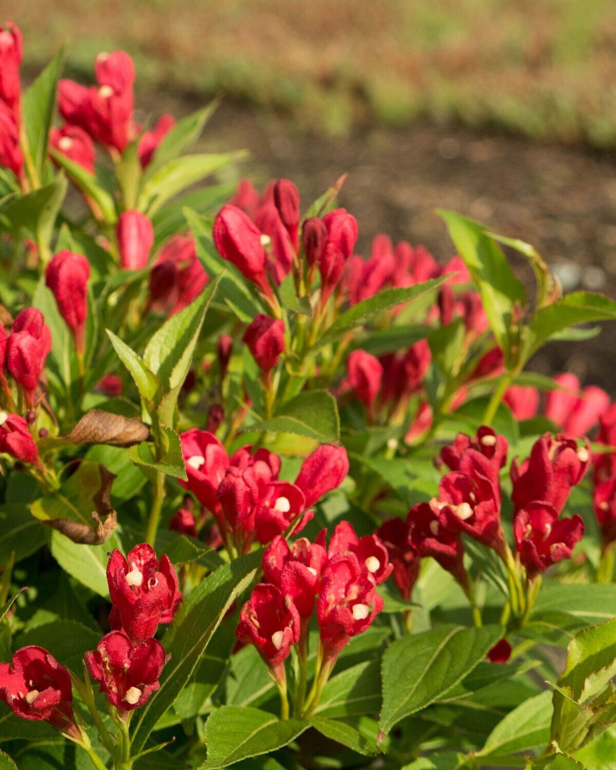 Weigela florida ‘Crimson Kisses’® BE